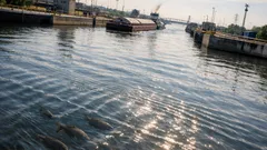 Elektrische Fischbarriere bei Chicago: So sollen invasive Karpfen die Großen Seen nicht erreichen