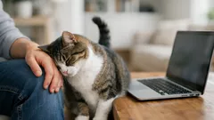 Warum deine Katze dich „aussucht“: die wichtigsten Signale für echte Bindung