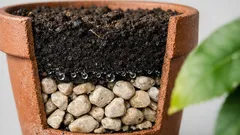 Kiesel im Zitronenbaum-Topf: hilft das wirklich gegen Staunässe?